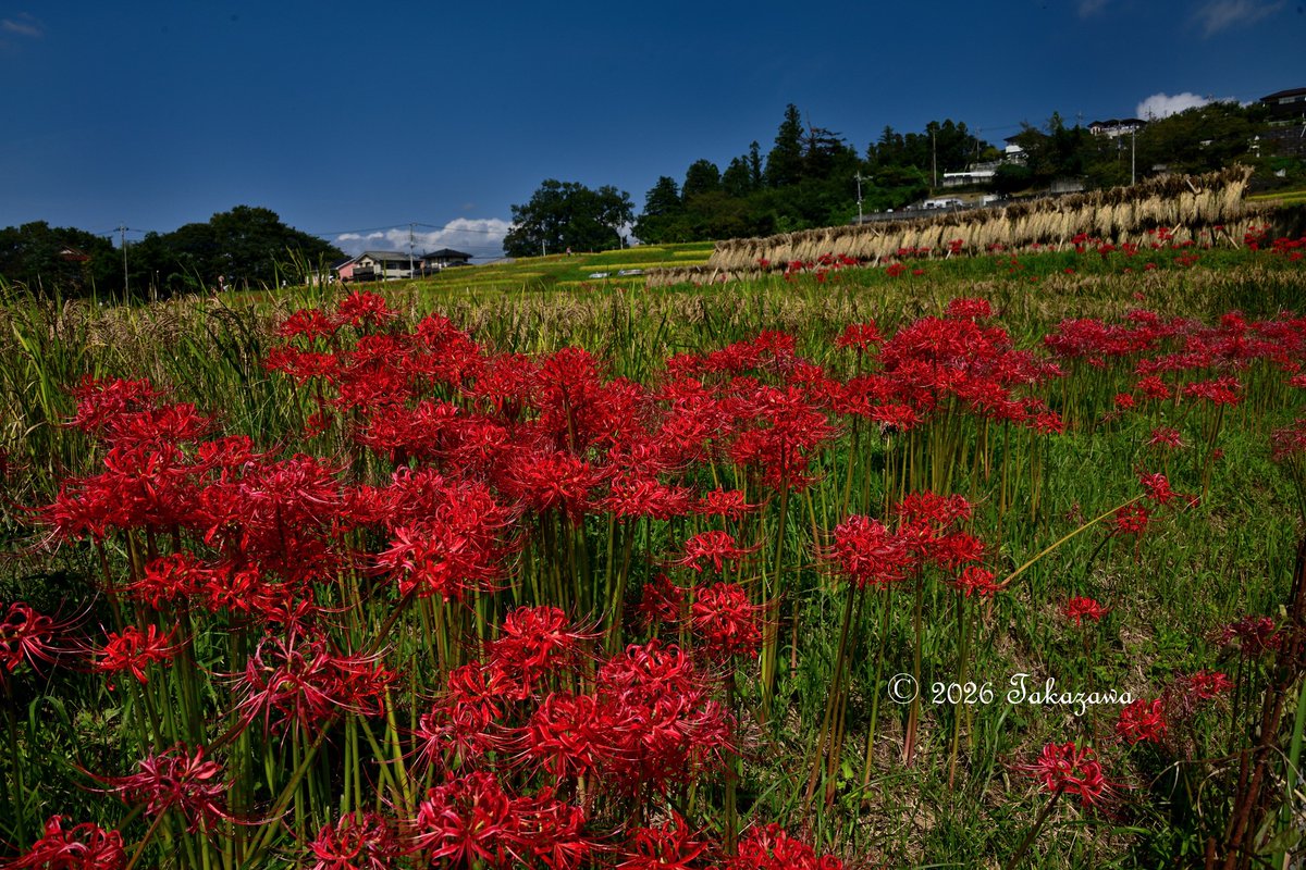 ShibazakuraC's tweet photo. 埼玉県横瀬町の寺坂棚田は、農水省の「つなぐ棚田遺産」に埼玉県内で唯一認定されてる埼玉県内最大級の棚田。
今年は彼岸花の開花が早く、稲刈りが遅れてるようで田ん��の黄金色と真っ赤な彼岸花の共演が。9月27日（日）は彼岸花まつりが開催。詳細は横瀬町観光Webを参照。
https://t.co/7z88itt75D https://t.co/0uLHf1ZOFZ