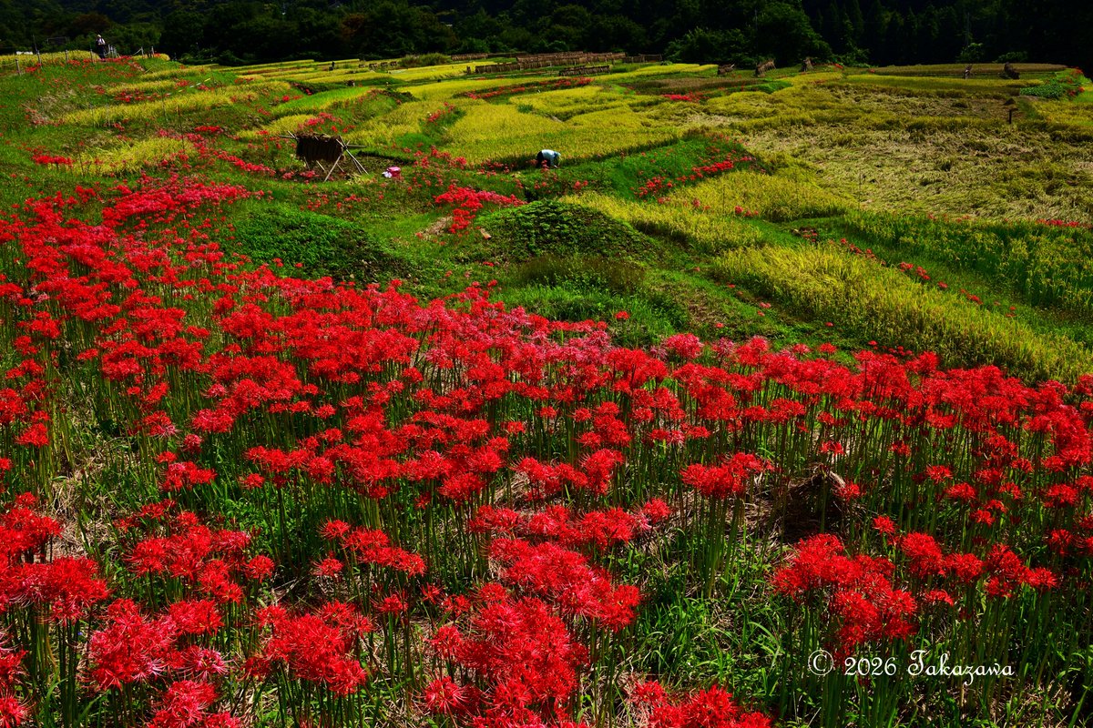 ShibazakuraC's tweet photo. 埼玉県横瀬町の寺坂棚田は、農水省の「つなぐ棚田遺産」に埼玉県内で唯一認定されてる埼玉県内最大級の棚田。
今年は彼岸花の開花が早く、稲刈りが遅れてるようで田ん��の黄金色と真っ赤な彼岸花の共演が。9月27日（日）は彼岸花まつりが開催。詳細は横瀬町観光Webを参照。
https://t.co/7z88itt75D https://t.co/0uLHf1ZOFZ