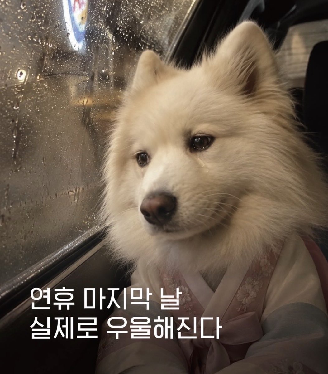 bback_it_up's tweet photo. 연휴 마지막 날 실제로 우울해진다 https://t.co/D6frrQbivY