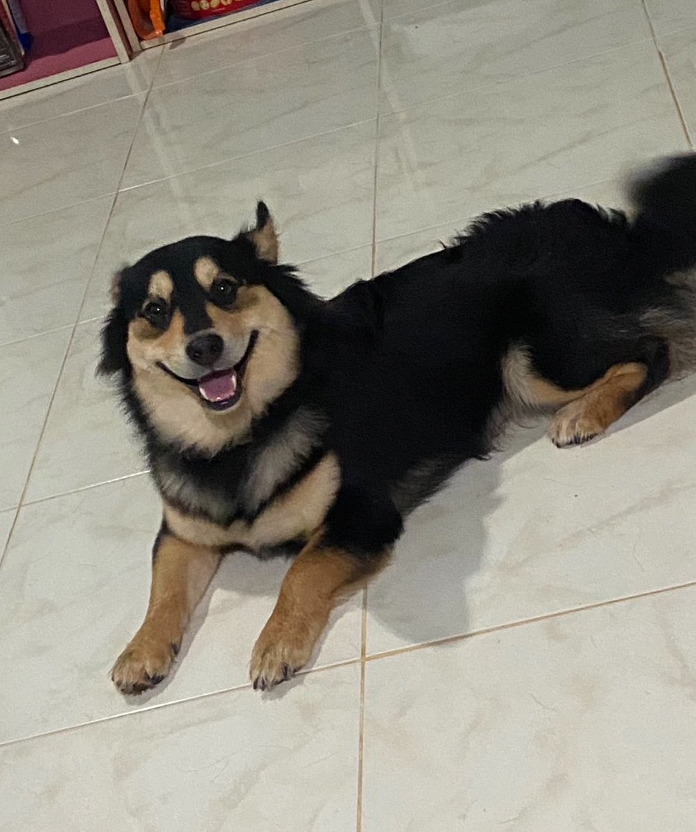 nooniiz_nn's tweet photo. ทรงหล่อเข้มยิ้มง่าย 🐶 https://t.co/XXx73zCxWQ