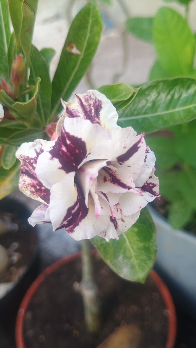 CTourister73056's tweet photo. Mornings !! #somoscaribeños #happysaturday #adenium #purple  #flower https://t.co/VwNILYb8e4