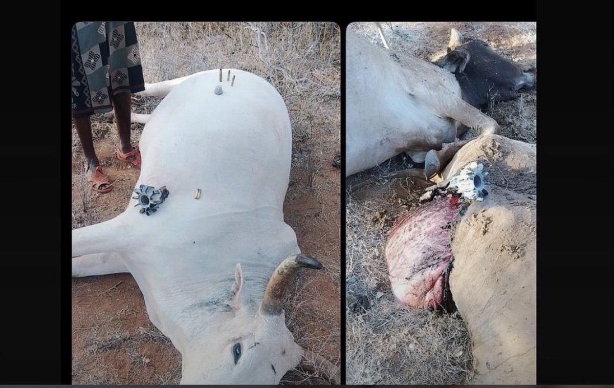 DictatorWatch's tweet photo. I see the callous, senseless and uncivilised atrocities wrought by the security forces in Samburu and once again pose this question: 𝗪𝗵𝗼 𝗮𝗿𝗲 𝘁𝗵𝗲 𝗿𝗲𝗮𝗹 𝗯𝗮𝗻𝗱𝗶𝘁𝘀? https://t.co/Epa9Or2j8l
