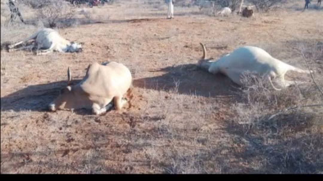 DictatorWatch's tweet photo. I see the callous, senseless and uncivilised atrocities wrought by the security forces in Samburu and once again pose this question: 𝗪𝗵𝗼 𝗮𝗿𝗲 𝘁𝗵𝗲 𝗿𝗲𝗮𝗹 𝗯𝗮𝗻𝗱𝗶𝘁𝘀? https://t.co/Epa9Or2j8l