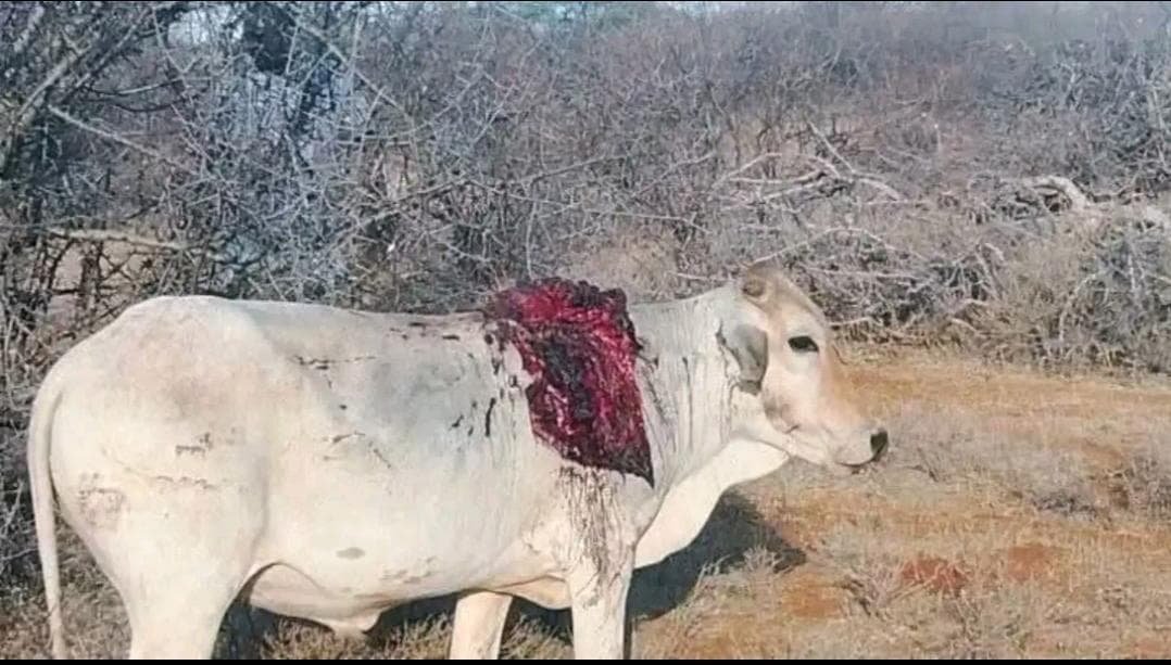 DictatorWatch's tweet photo. I see the callous, senseless and uncivilised atrocities wrought by the security forces in Samburu and once again pose this question: 𝗪𝗵𝗼 𝗮𝗿𝗲 𝘁𝗵𝗲 𝗿𝗲𝗮𝗹 𝗯𝗮𝗻𝗱𝗶𝘁𝘀? https://t.co/Epa9Or2j8l