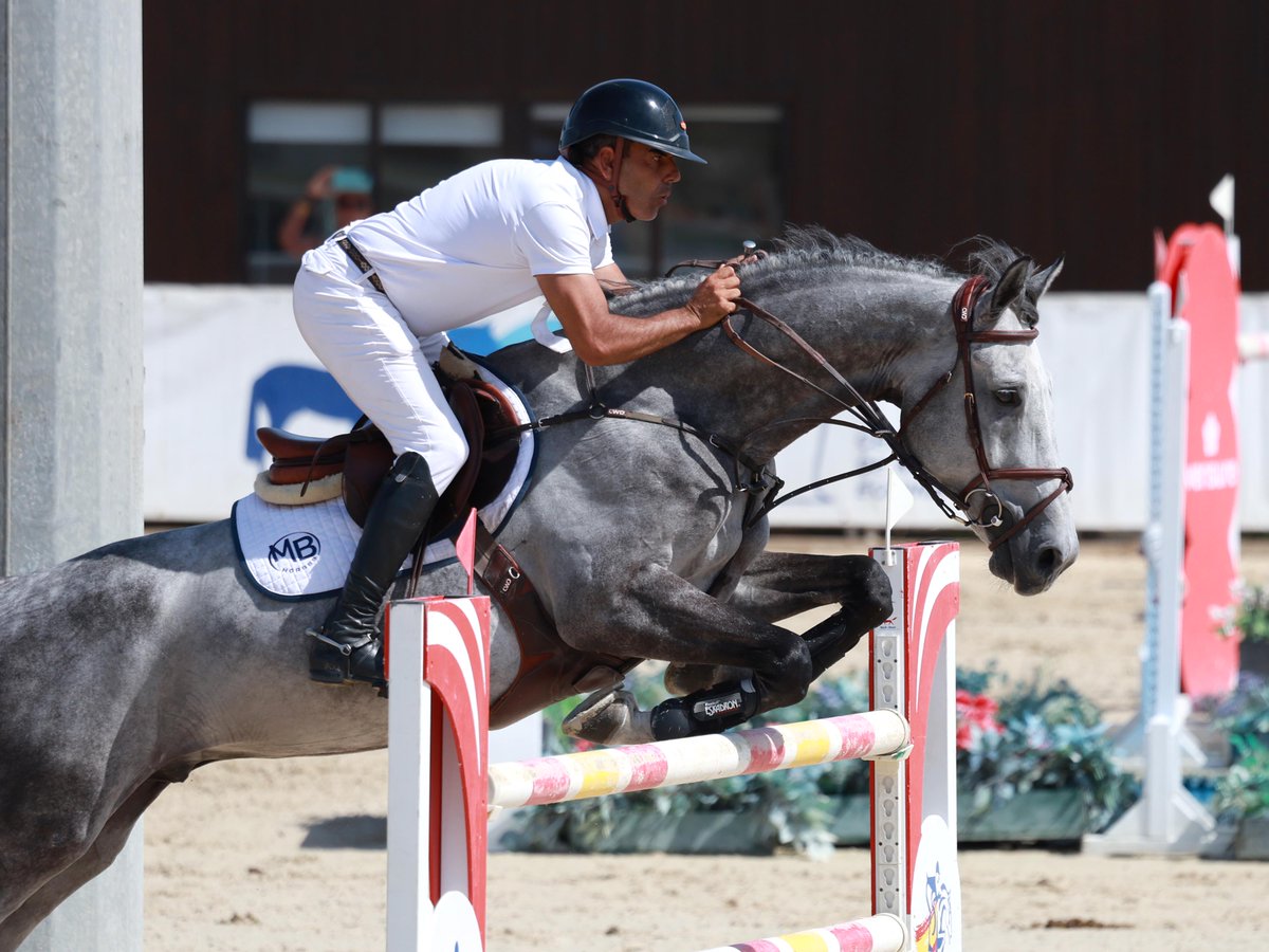 HipicaRCPineda's tweet photo. Álvaro González de Zárate y Mariano Martínez Bastida comparten victoria ex aequo en 1.45, prueba principal de la 2ª jornada del CSN5* de la Ruta de Otoño.
Álvaro González ha hecho doblete al conseguir el triunfo en la prueba de 1.40.
¡Enhorabuena! 🏆
#RCPineda #RutadeOtoño2026 https://t.co/Ftq3jW5Zxm
