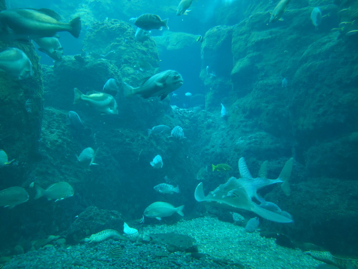 horo____'s tweet photo. 江の島水族館のチケットもらったから初めて行ってきた https://t.co/r4BIrvwSzM