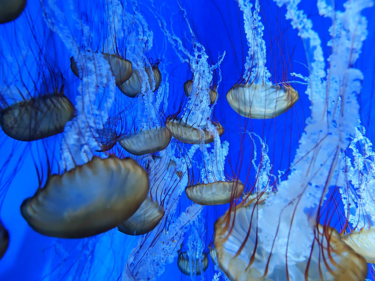 horo____'s tweet photo. 江の島水族館のチケットもらったから初めて行ってきた https://t.co/r4BIrvwSzM