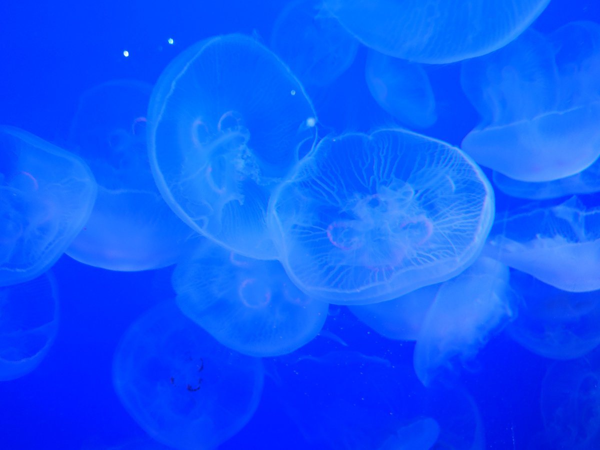 horo____'s tweet photo. 江の島水族館のチケットもらったから初めて行ってきた https://t.co/r4BIrvwSzM