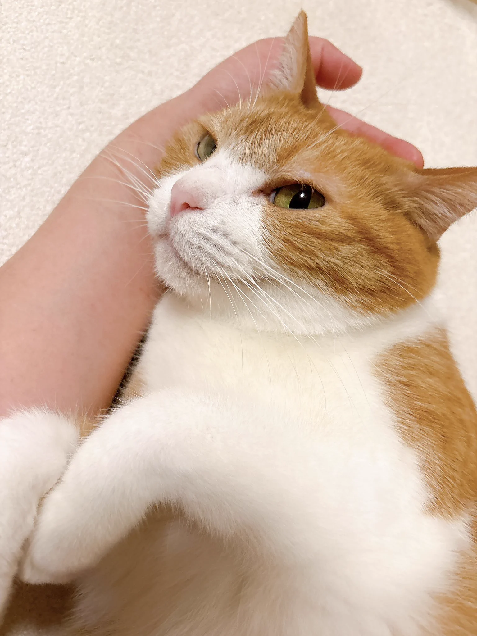 きなこん様 きなこ on X: 
