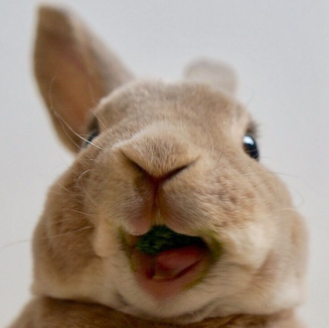 grandtheftsethh's tweet photo. bunny patrick is real https://t.co/6rKidirADG