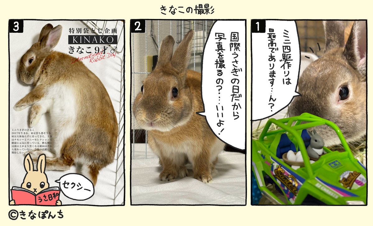 KINAPONCH's tweet photo. 本日は国際うさぎの日らしい特別に実写🐰 #きなぽんち #InternationalRabbitDay #うさぎ https://t.co/GheH48kqX5