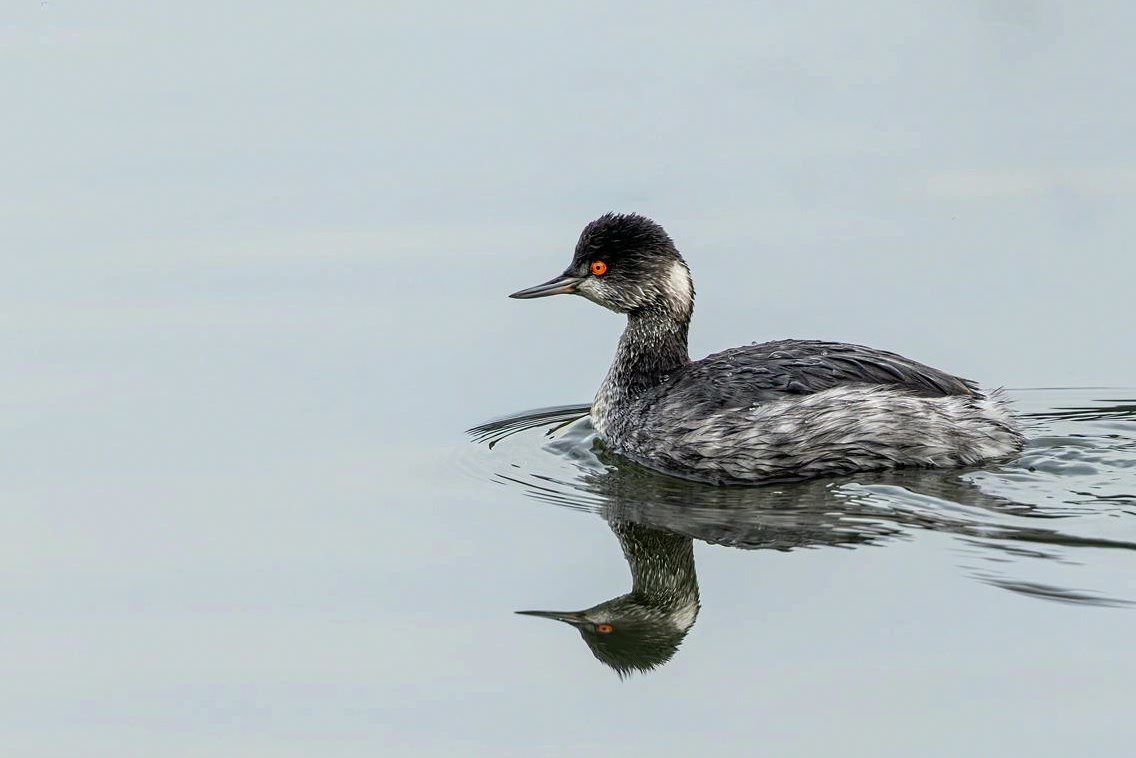 itokaorizur's tweet photo. Black-necked grebe https://t.co/vFXPeHLwEO