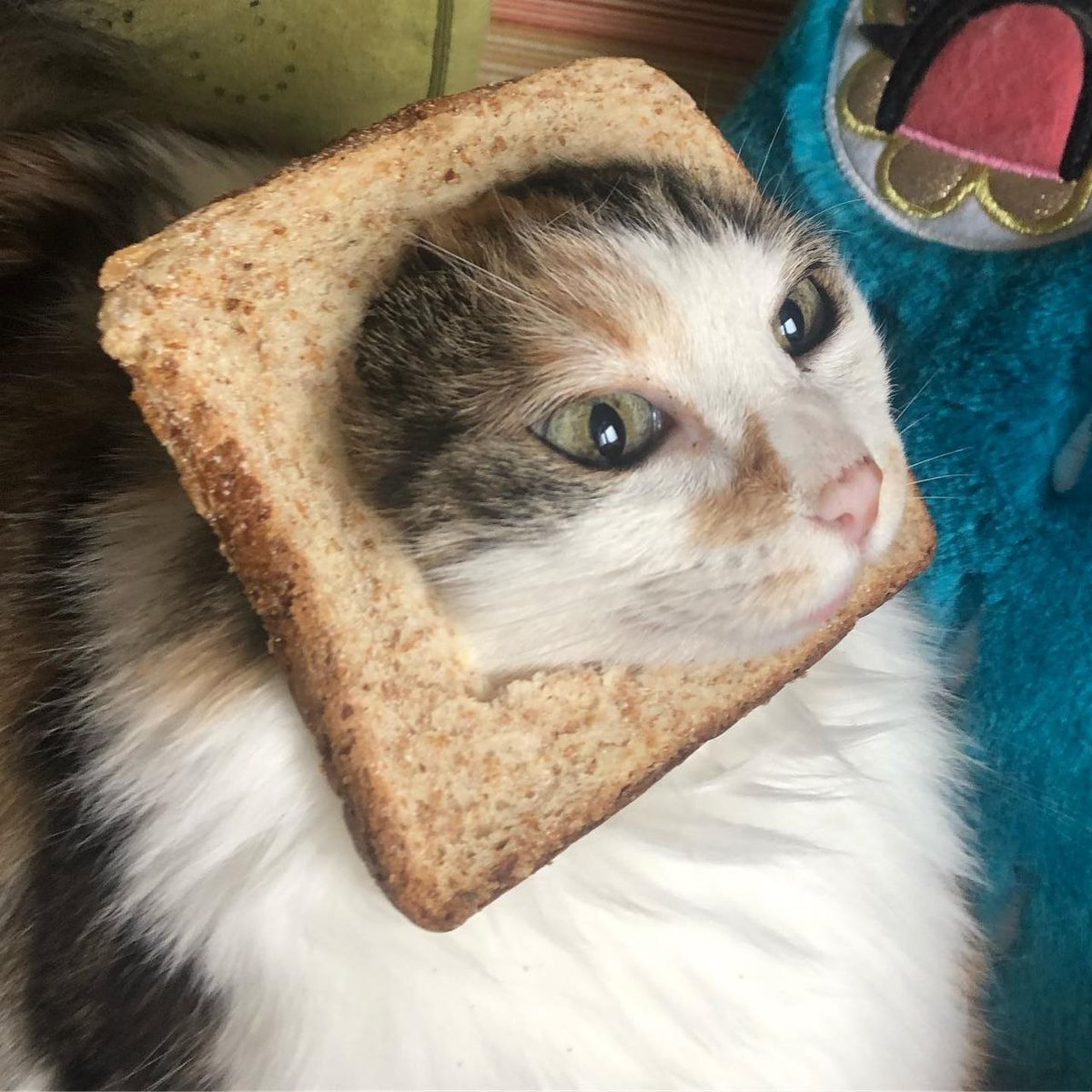 JenniferPe4414's tweet photo. @INBREDCATONSOL A simple, cute, and quirky image can transcend age, language, and cultural boundaries, making it instantly memorable, fun to imitate, and actively shared.

This is not an ordinary meme, but a natural emotional resonance and cultural symbol. https://t.co/dgIZv2sCgK