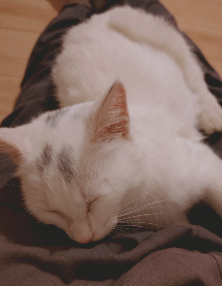 1n_Dying_Days's tweet photo. おやすみなさい🐱🌙 https://t.co/yOUlo0q2gO