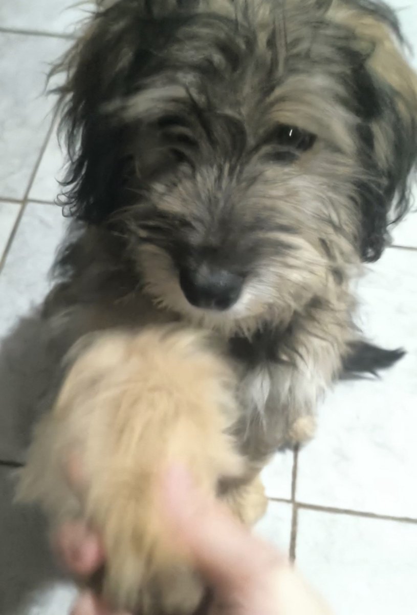 vivalachipa's tweet photo. Mi perra fue atropellada ayer, ahora está internada, tiene hemorragia pulmonar, tengo que pagar un vendaje que le pusieron y otra internación para hoy dependiendo como avanza, si podrían ayudarme porfavor+ https://t.co/kDfFUwZpfp