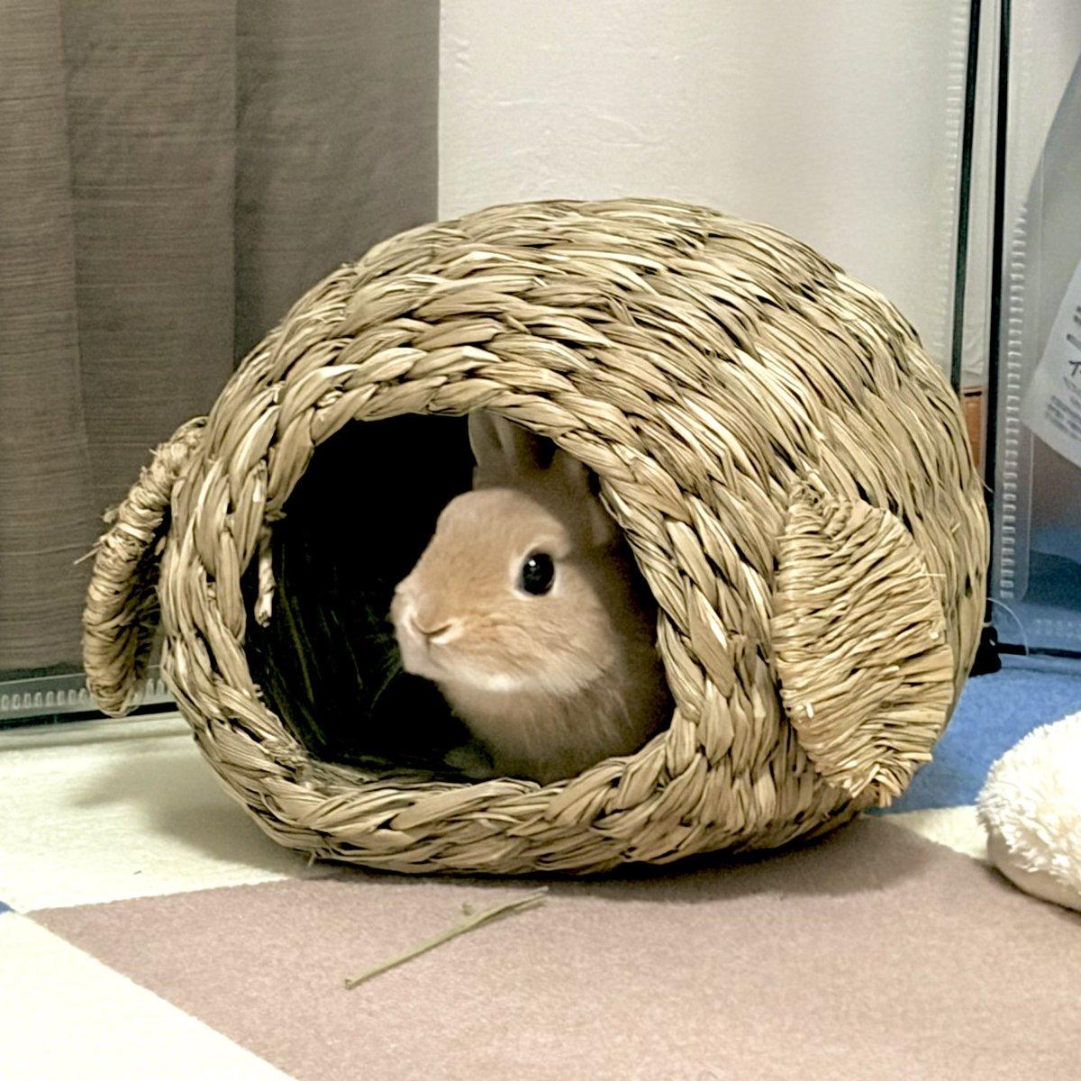 fry_spectacle's tweet photo. うさぎの日らしい https://t.co/N9jkesxQGR