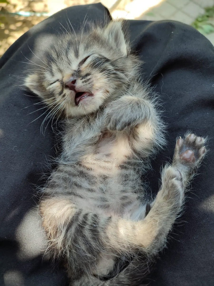 Alisa66716831's tweet photo. Знакомьтесь, мой котик Темик, найденный три года назад в луже у мусорного контейнера с прокушенным плечом. Видимо, крыса пыталась его съесть, но выплюнула из-за отвращения. https://t.co/1Mhc2jZN2p