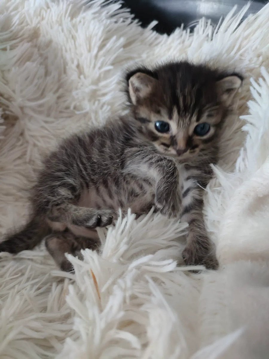 Alisa66716831's tweet photo. Знакомьтесь, мой котик Темик, найденный три года назад в луже у мусорного контейнера с прокушенным плечом. Видимо, крыса пыталась его съесть, но выплюнула из-за отвращения. https://t.co/1Mhc2jZN2p