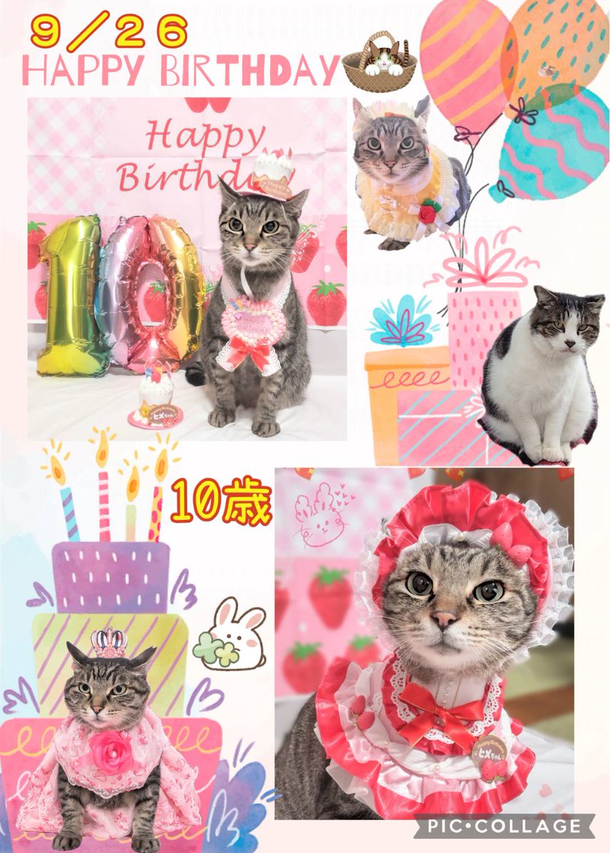 Kijitora469's tweet photo. 👧🏻ヒメちゃん誕生日です。10歳(推定)になりました👏🎂🎉

#猫のいる暮らし #キジトラ #猫好きさん #猫のいる生活  #猫がいる幸せ ＃誕生日 ＃Happybirthday https://t.co/s8WQyVaSgw