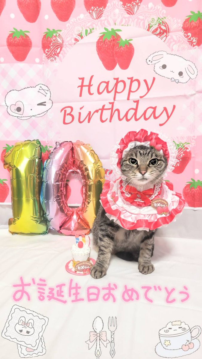 Kijitora469's tweet photo. 👧🏻ヒメちゃん誕生日です。10歳(推定)になりました👏🎂🎉

#猫のいる暮らし #キジトラ #猫好きさん #猫のいる生活  #猫がいる幸せ ＃誕生日 ＃Happybirthday https://t.co/s8WQyVaSgw