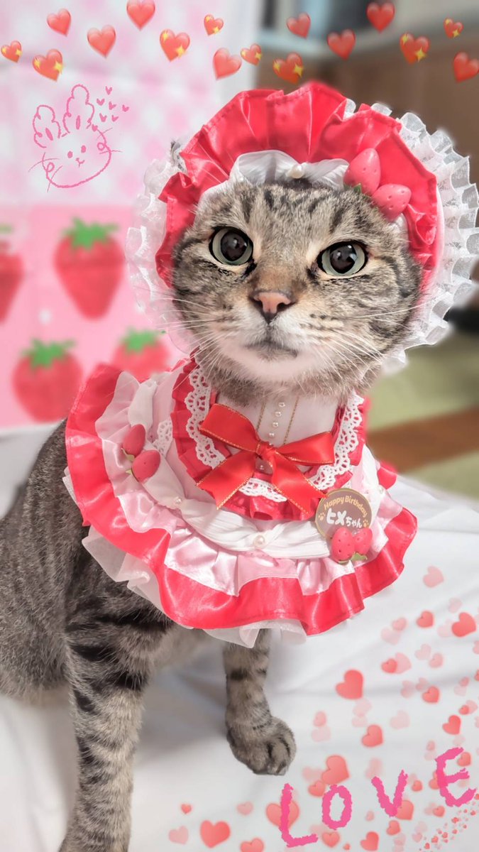 Kijitora469's tweet photo. 👧🏻ヒメちゃん誕生日です。10歳(推定)になりました👏🎂🎉

#猫のいる暮らし #キジトラ #猫好きさん #猫のいる生活  #猫がいる幸せ ＃誕生日 ＃Happybirthday https://t.co/s8WQyVaSgw