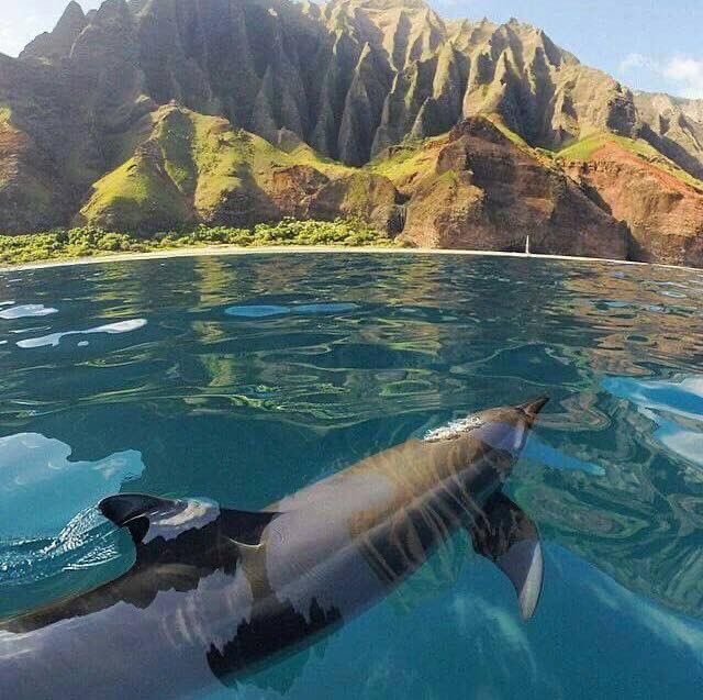 reminiscinbby's tweet photo. Kauai, Hawaii https://t.co/nBCYHsrSkL