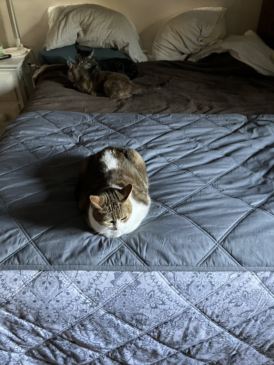 floofyAnimal's tweet photo. #floofy #murderFloofs actually chilling. https://t.co/MtCxpqGBmA