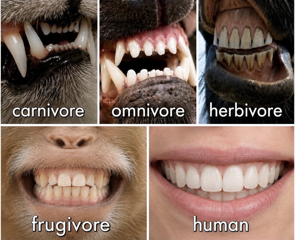 SarcasticIsabel's tweet photo. Hey @grok, are humans really natural, meat-eaters? or have we just adapted to eating meat? https://t.co/LQcpftMttB