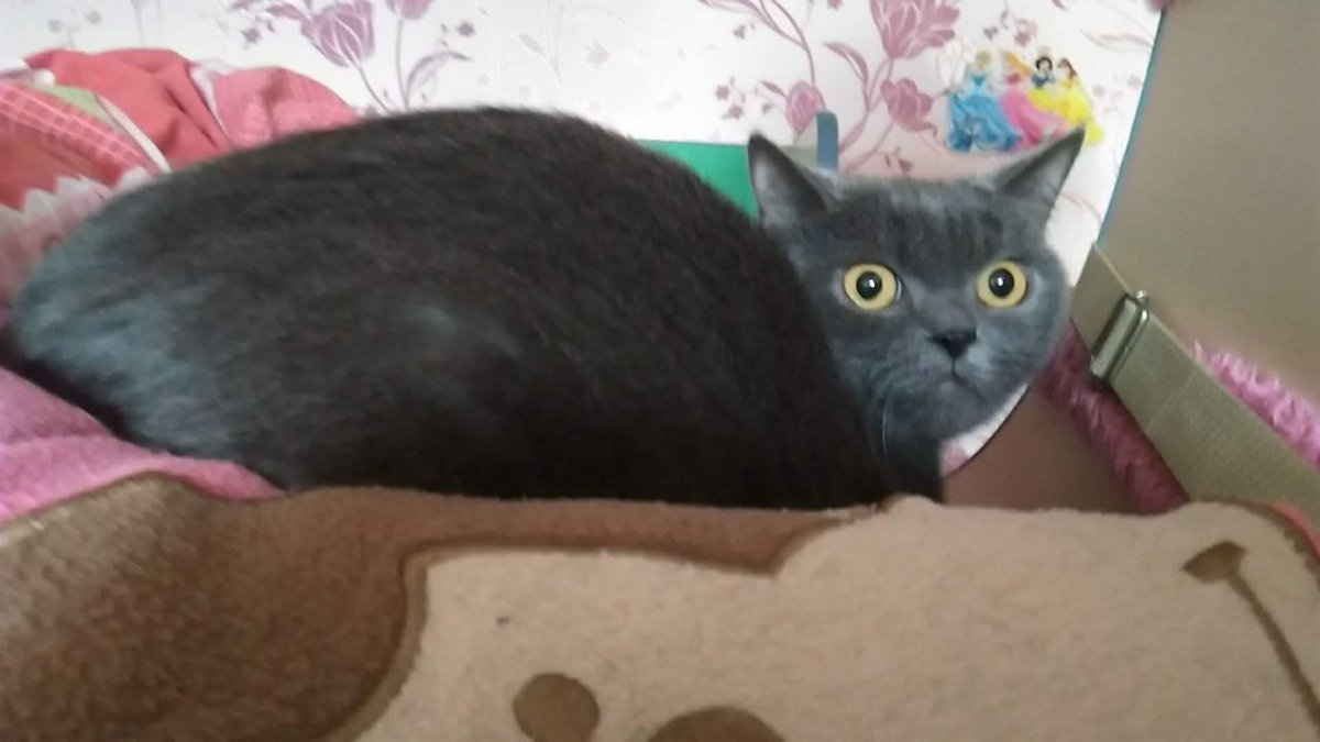 LuchikYurik's tweet photo. When my cat saw the gas prices https://t.co/N4mT7aMTLN