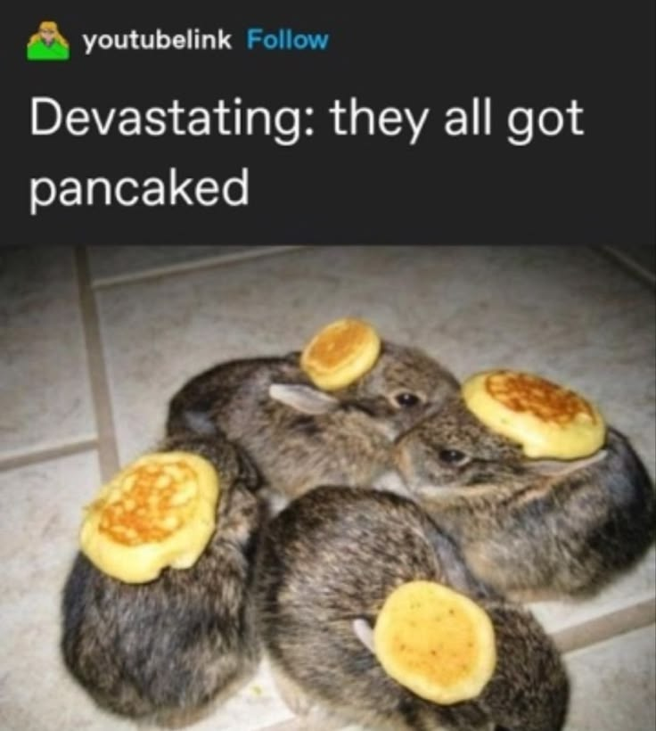 CatBlep's tweet photo. https://t.co/hyMfjhvbjG