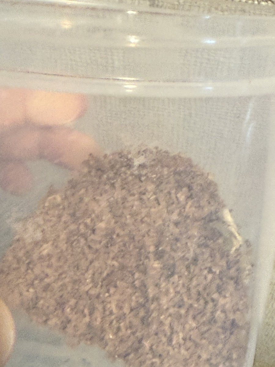 chimaku86's tweet photo. ミルワームにすごい量(推測：数万)のダニが発生して駆除して捨てましたがそれでも棚に数匹が見えます。皆さんも気をつけてくださいね😭😭 https://t.co/59UhYRG8aO