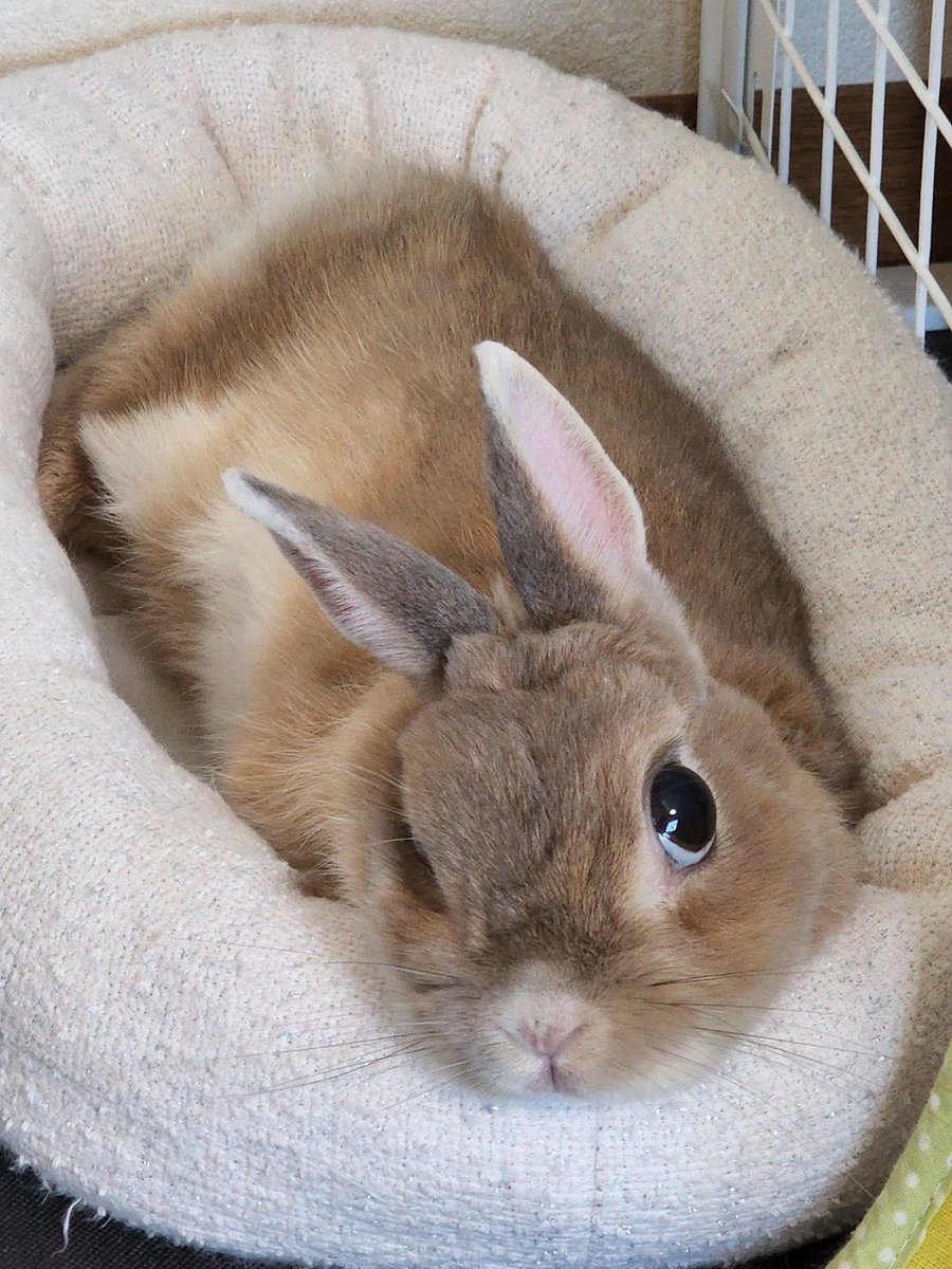 jayvikk's tweet photo. happy international bunny day to viktor especially https://t.co/LI08VdaVph