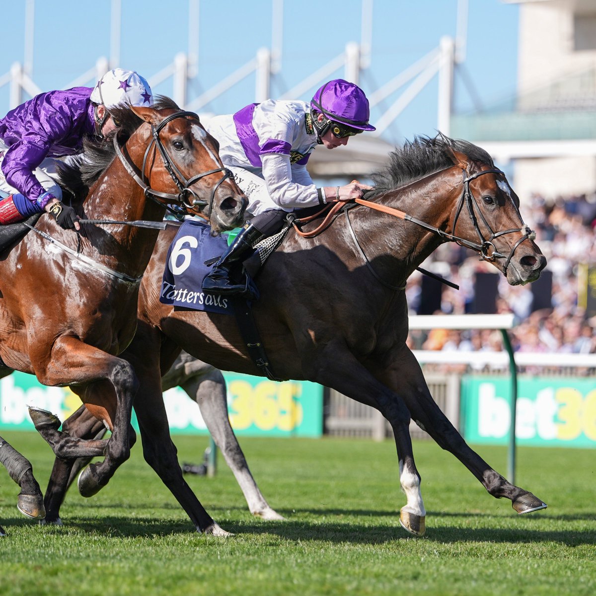 InterThorough's tweet photo. Orthodox becomes Havana Grey's 2nd G1 winner (@WhitsburyManor), with victory in the Middle Park Stakes (G1). ⚪️🟣

His success follows on from his paternal sibling Vandeek, who won @NewmarketRace's 6f G1 in 2023 and is now @CPStudOfficial sire.

"This horse pleases me in the morning and in the afternoon!" said trainer Clive Cox, who was winning his 3rd Middle Park.

Cox's 1st Middle Park winner was Reckless Abandon (2012), and his 2nd came with Supremacy (2020), who was owned by James Goddard and is also today's winning owner.

Orthodox was bred by Whitsbury Manor and is out of Heartwarming (Showcasing). She, most of her siblings and her dam Place In My Heart (Compton Place) were all trained by Cox 

"I have had a lot of the family, I know them well," he added and of this colt: "He's pretty special, he has been right from the beginning.

"Looking forward, he has so much potential, he's not just a two-year-old. The @BreedersCup has been talked about, but we'll see how he is."

Photos: @Debbieburt