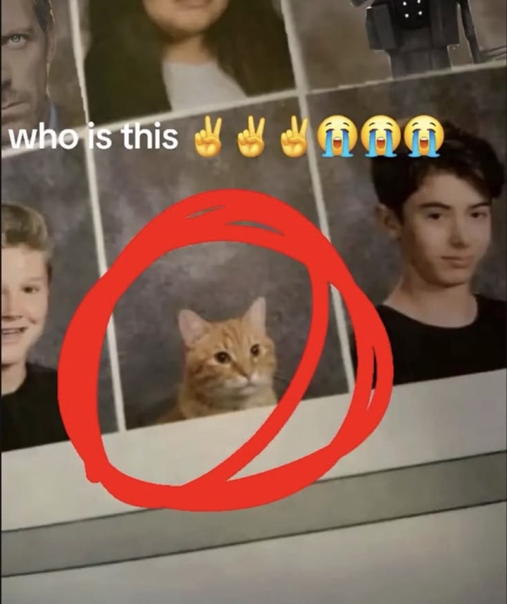 CatBlep's tweet photo. https://t.co/uMr85FosMS