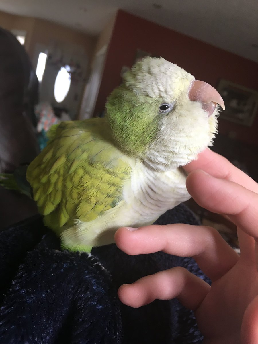 andydrarch's tweet photo. This is my Quaker parrot, Bentley! He’s a bit of a brat and thinks he’s soooo much bigger than he is. He’s bit animals he has no business biting many a time ha ha. But, he loves a good bath, and he loves to snuggle and get his head scratched -
#clashofcritters #FromPetToTatari https://t.co/DFlU5jYofN