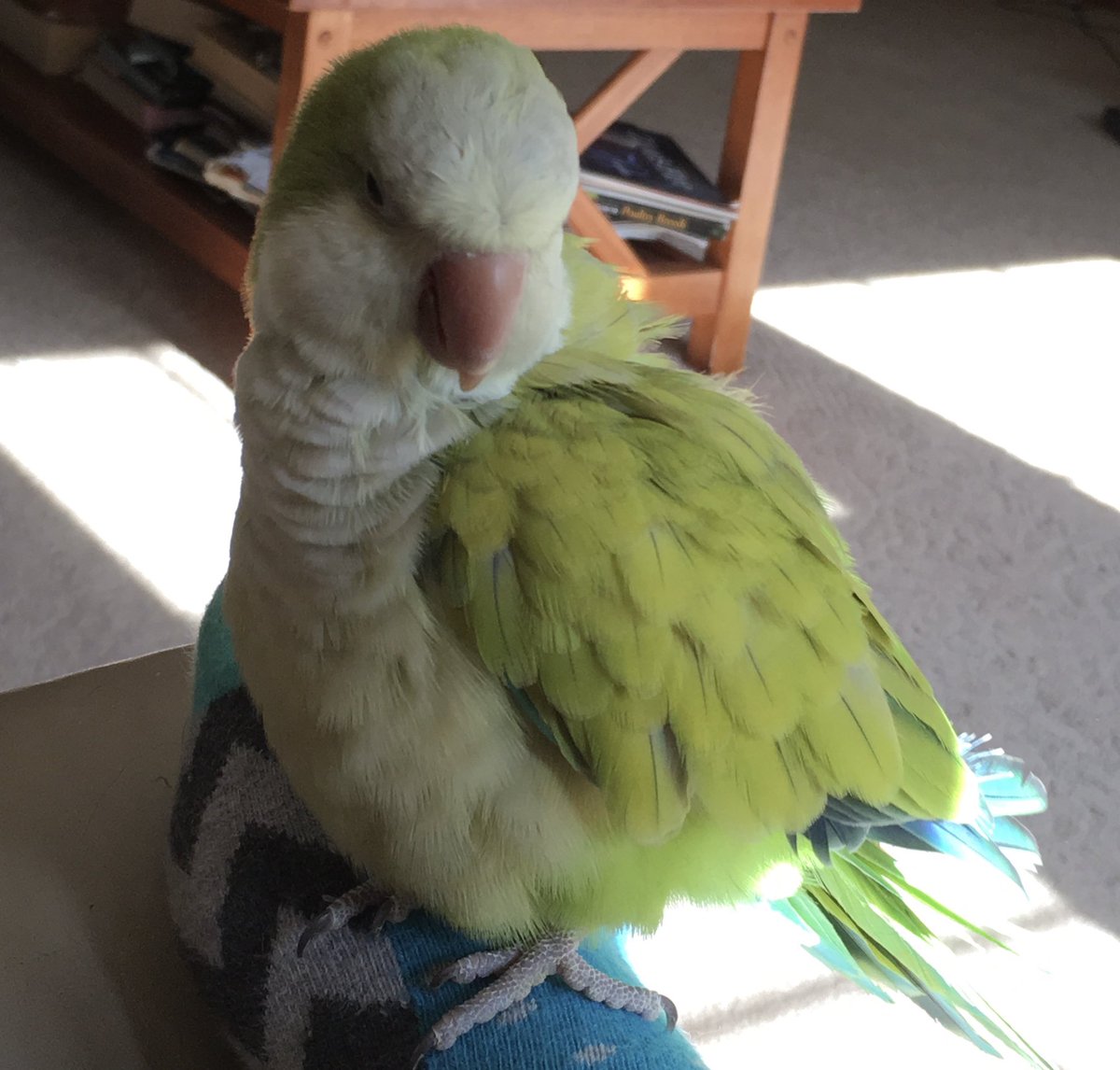 andydrarch's tweet photo. This is my Quaker parrot, Bentley! He’s a bit of a brat and thinks he’s soooo much bigger than he is. He’s bit animals he has no business biting many a time ha ha. But, he loves a good bath, and he loves to snuggle and get his head scratched -
#clashofcritters #FromPetToTatari https://t.co/DFlU5jYofN