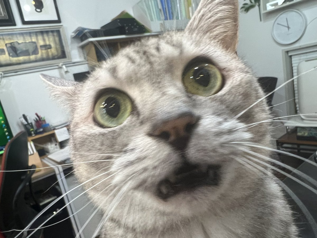 faunaplusdesign's tweet photo. 数日不在にしていたので、なんか文句を言っている猫。ただいま。（お世話は事務所のスタッフがしていました） https://t.co/9quwhcA6F9