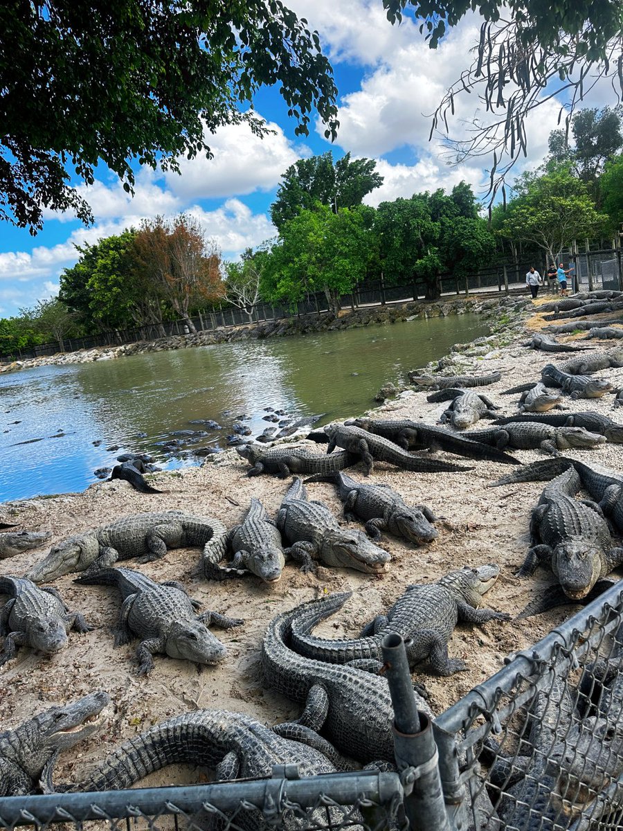Janice_jws's tweet photo. Looks like it's not going to rain today. The little ones are all out of the water😂 https://t.co/39sMBTW6DS