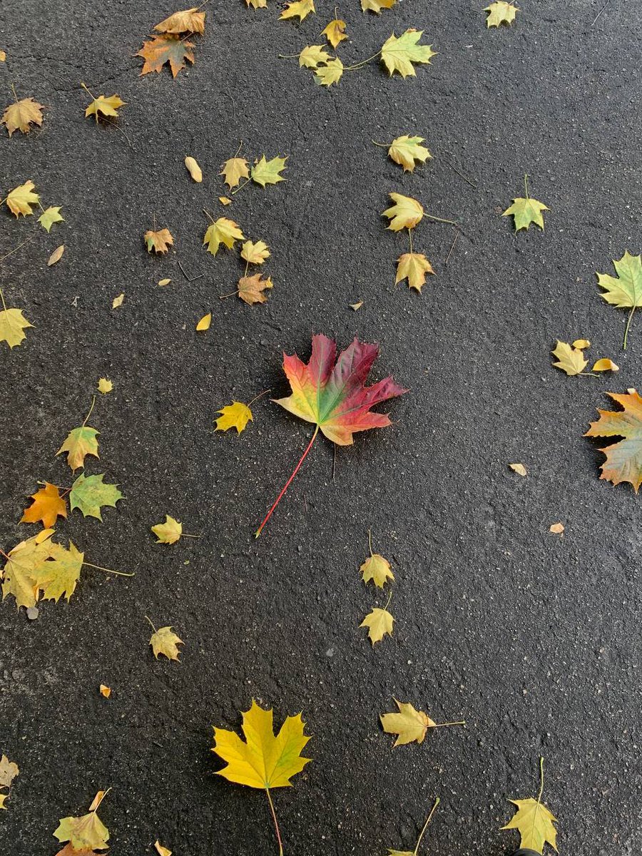 Pumpkin_Mood's tweet photo. Смотрите какую красоту нашла https://t.co/TNAfDw5TCi