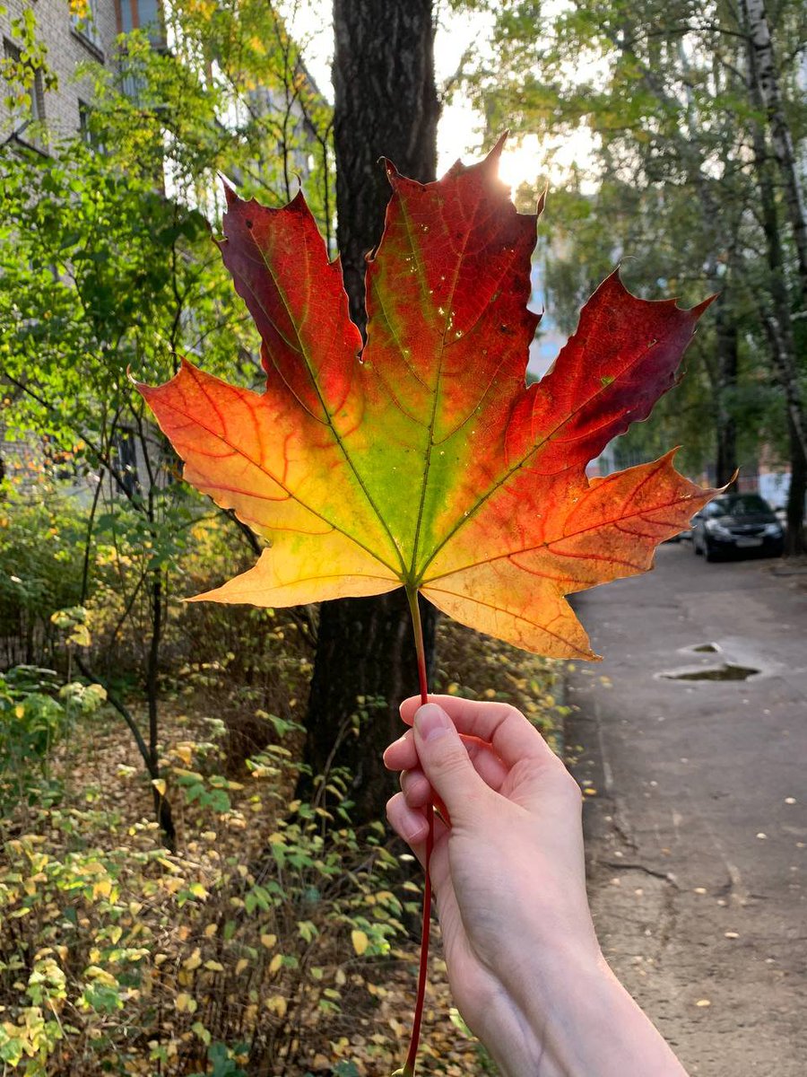 Pumpkin_Mood's tweet photo. Смотрите какую красоту нашла https://t.co/TNAfDw5TCi