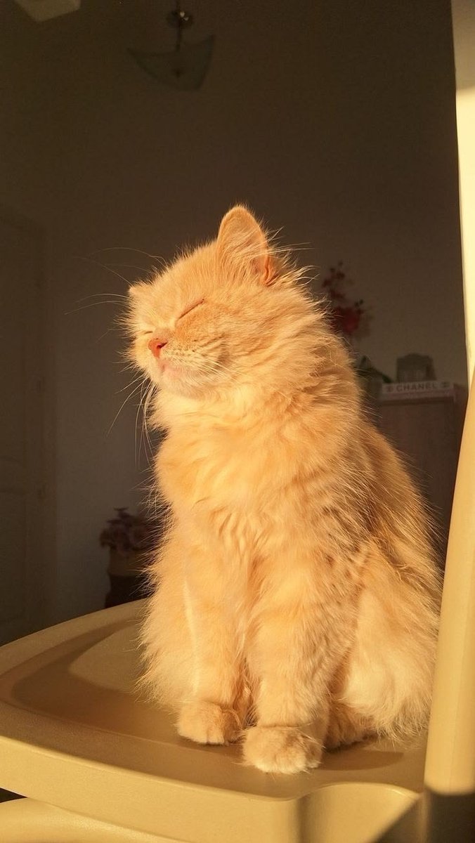 IRATNAG's tweet photo. @outer_cosmo Aku punyaaa! Namanya Jingga dipanggil Ing, kalau nama babunya Gantari dipanggil Gari. https://t.co/8rVZIf7u1b