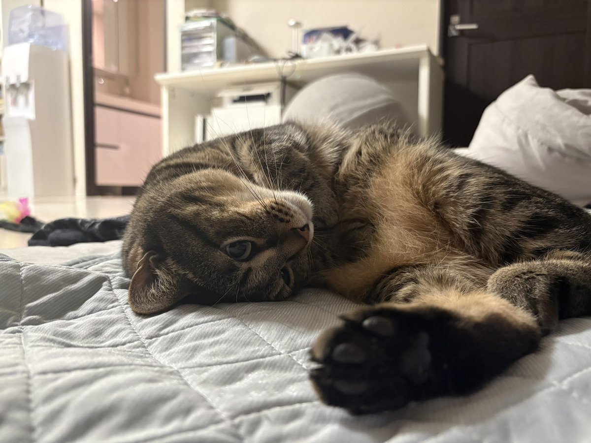 canbearanything's tweet photo. 実家猫の可愛さがマチアプで荒んだ心に染み渡る https://t.co/3H6nji8lbT