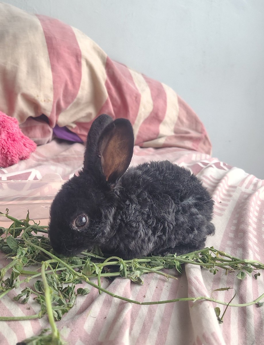 ItsHarderdg's tweet photo. #FromPetToTatari #ClashofCritters 
She is Canela, she is shy, fluffy and has sheep-like fur, but when she eats hay or carrots she gets lots of energy to play https://t.co/xWogHfshdc