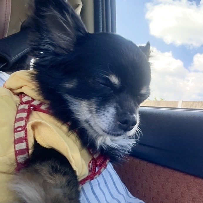 sunaska_Sun's tweet photo. シルバーウィークにお出かけした犬
車の中ではウトウト…

#犬 #チワワ #犬のいる暮らし #犬好きな人と繋がりたい
#お出かけ
#神戸 https://t.co/JVCu4ofN6i