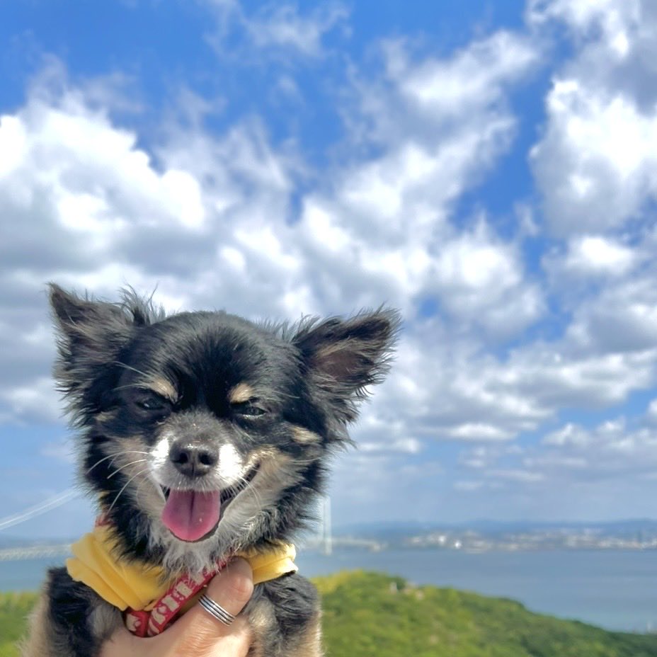 sunaska_Sun's tweet photo. シルバーウィークにお出かけした犬
車の中ではウトウト…

#犬 #チワワ #犬のいる暮らし #犬好きな人と繋がりたい
#お出かけ
#神戸 https://t.co/JVCu4ofN6i