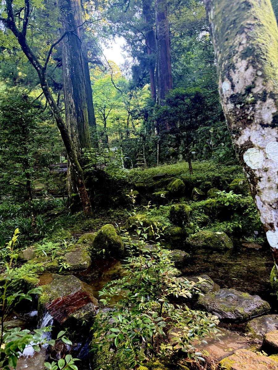 fernandopoma's tweet photo. Japón.

Subí estas gradas despacio, sin hablar. Cedros que llevan siglos ahí, el agua corriendo al lado, y un silencio que no es vacío, es compañía.

Hay lugares donde uno se acuerda de lo pequeño que es, y en vez de asustar, alivia.

Me quedó el respeto. Por lo que estaba antes de uno. Por el que sube al lado. Por lo que no se ve.

Se lo quiero enseñar a mis hijos.

Gracias, Japón.