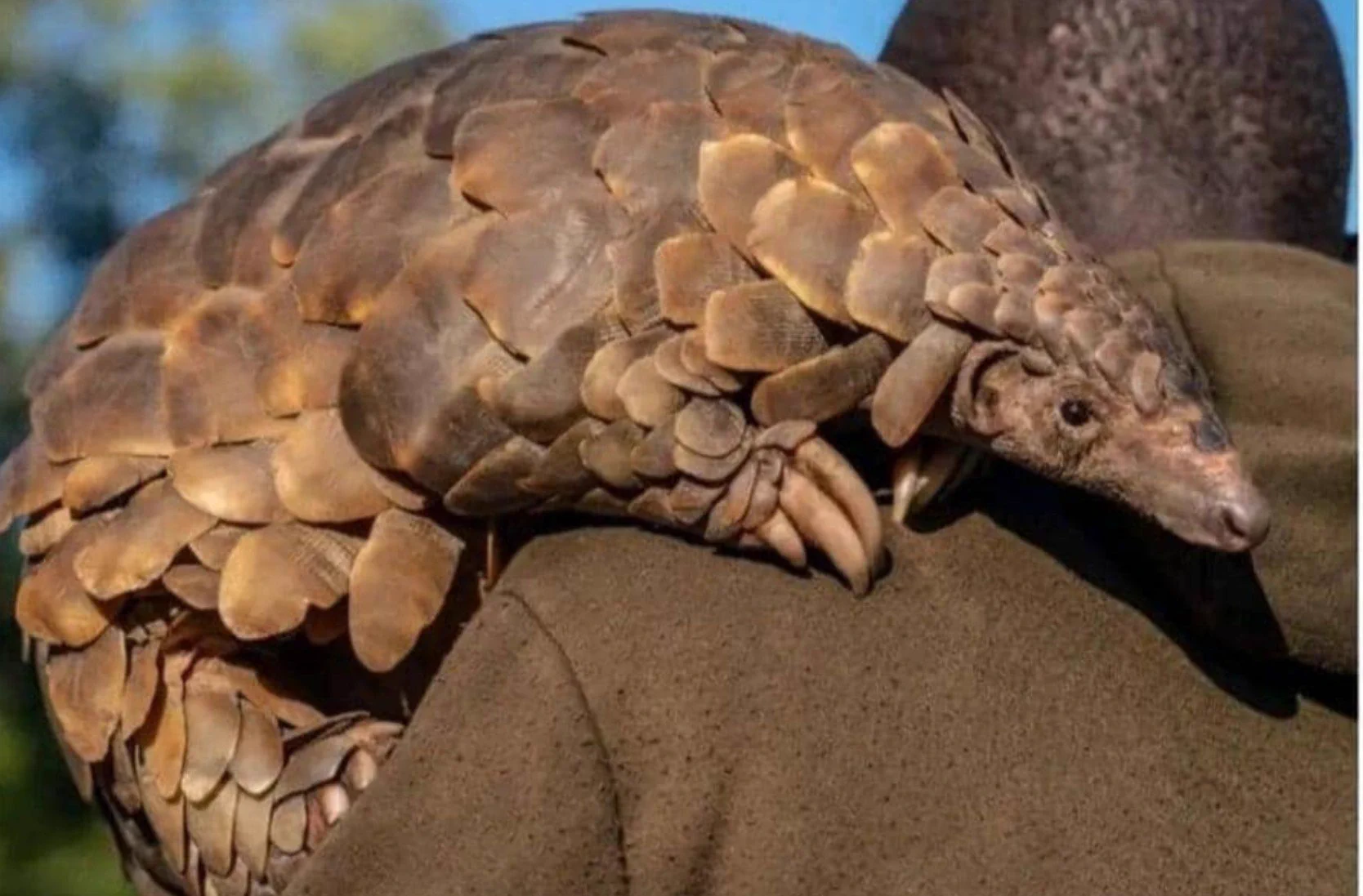 Saving Pangolins: The Quiet Night Animals of Africa | Level Up English Club
