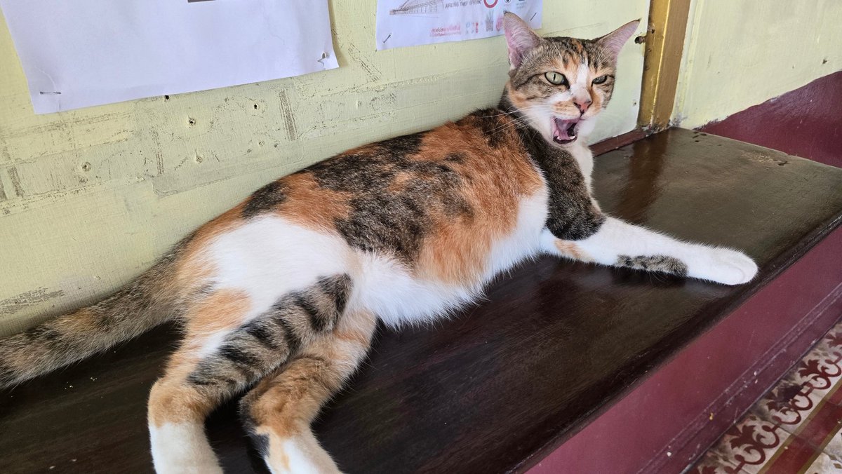 ZEP_AKI's tweet photo. タイの撮れ高その５
ソイカウボーイは危険なとこだにゃぁ！
そうにゃ？
そうかもにゃ？ https://t.co/9kUQ4d3grU