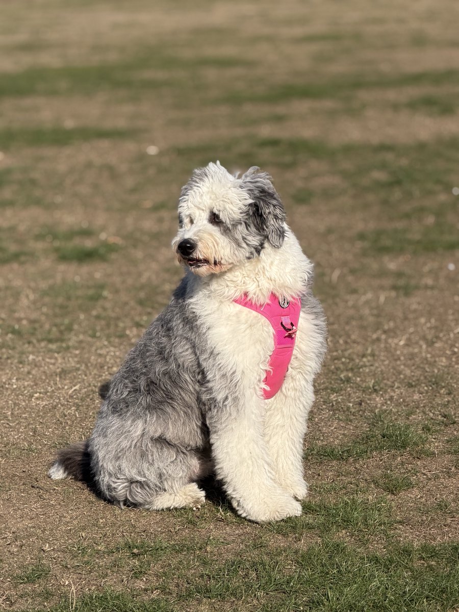 Jockenna's tweet photo. Wee Mollie waiting on her pals at the park today https://t.co/gKU06nhZju