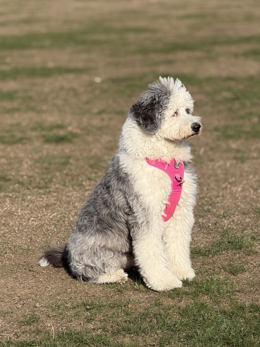 Jockenna's tweet photo. Wee Mollie waiting on her pals at the park today https://t.co/gKU06nhZju